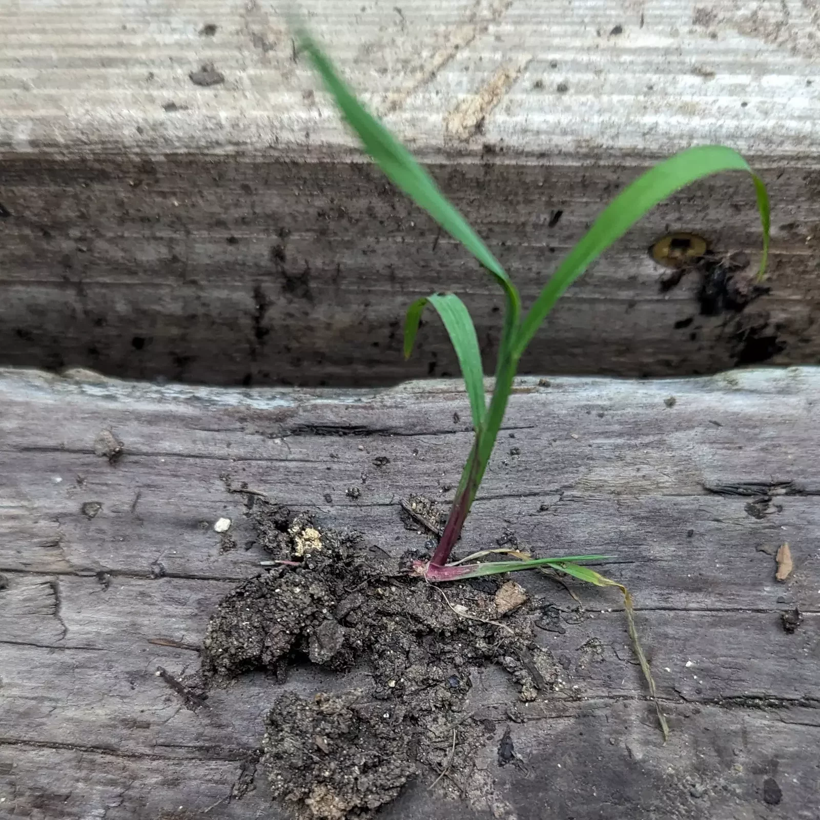 Lesson of the Uprooted Weed: A Caution for Advisory Firms